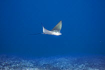 Spotted or Ocellated eagle ray (Aetobatus ocellatus), Hoover&#39;s Reef, Makako Bay, Keahole, Kona, Hawaii Island, Hawaii.