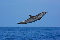 Pantropical spotted dolphin (Stenella attenuata) jumping, South Kona, Hawaii ( the Big Island ) Central Pacific Ocean