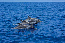 Pantropical spotted dolphins (Stenella attenuata) porpoising in a line out of the water, South Kona, Hawaii.