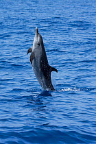 Pantropical spotted dolphin (Stenella attenuata) jumping, South Kona, Hawaii.