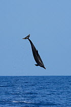 Pantropical spotted dolphin (Stenella attenuata) jumping, South Kona, Hawaii ( the Big Island ), USA, Central Pacific Ocean