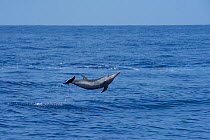 Pantropical spotted dolphin (Stenella attenuata) jumping out of the water, South Kona, Hawaii.