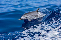 Pantropical spotted dolphin (Stenella attenuata) porpoising out of a boat wake, South Kona, Hawaii.