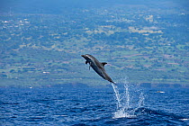 Pantropical spotted dolphin (Stenella attenuata) jumping out of the water, crater wounds visible from bite of Cookie cutter shark (Isistius brasiliensis), South Kona, Hawaii.