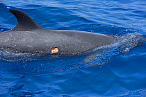 Pantropical spotted dolphin (Stenella attenuata) with wound from Cookie cutter shark bite, infested with cyamid amphipods or whale lice, South Kona, Hawaii.