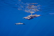 Pod of Pantropical spotted dolphins (Stenella attenuata) near the surface in open ocean, South Kona, Hawaii.