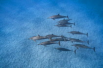 Pod of Hawaiian or Gray&#39;s spinner dolphins (Stenella longirostris longirostris), Ho&#39;okena, South Kona, the Big Island, Hawaii. Note the dolphin at lower right of frame is playing with a leaf c...
