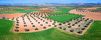 Aerial view of olive groves and cereal fields, Toledo, Castilla-La Mancha, Spain. February 2020.