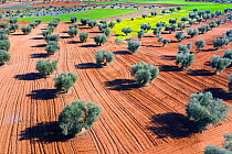 Aerial view of olive trees and cereal fields, Toledo, Castilla-La Mancha, Spain. February 2020.