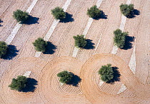 Aerial view of olive field which has been plowed, Toledo, Castilla-La Mancha, Spain. February 2020.