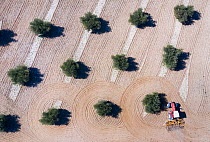 Aerial view of tractor plowing olive field, Toledo, Castilla-La Mancha, Spain. February 2020.