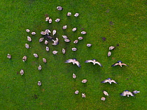 Aerial view of Griffon vulture (Gyps fulvus) flock scavenging dead pig, Cantabria, Spain. January.