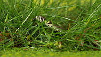 Grass snake (Natrix natrix) moving through grass at pond edge, Bedfordshire, UK, September.