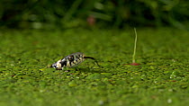 Grass snake (Natrix natrix) sensing with tongue while swimming through duckweed in pond, Bedfordshire, UK, September.