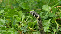 Grass snake (Natrix natrix) at pond edge sensing with tongue, Bedfordshire, UK, September.