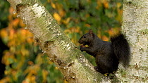 Melanistic Grey squirrel (Sciurus carolinensis) sitting in tree feeding on chestnut, Bedfordshire, UK,