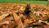 Melanistic Grey squirrel (Sciurus carolinensis) searching for, finding and eating chesnuts amongst Autumn leaves, Bedfordshire, UK, October.