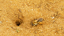 Pantaloon bee (Dasypoda hirtipes) digging nesting burrow, Bedfordshire, UK, September.
