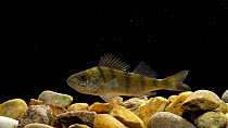 Young European perch (Perca fluviatilis) swimming, Bedfordshire, UK, Novermber. Controlled conditions.
