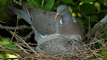 Wood pigeon (Columba palumbus) resting with chick in nest before catching a fly and eating it, Bedfordshire, UK, August.