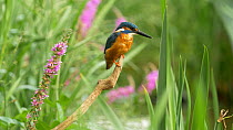 Male Kingfisher (Alcedo atthis) landing on perch, Bedfordshire, UK, July.