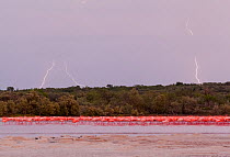 Caribbean flamingos (Phoenicopterus ruber) in distance by mangroves at dusk, during thunderstorm with lightning, Ria Celestun Biosphere Reserve, Yucatan Peninsula, Mexico, August