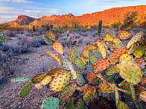 Prickly pear cactus (Opuntia engelmanni) stressed and dying as a result of drought, Tucson Mountains in evening light, Saguaro National Park, Arizona 2021