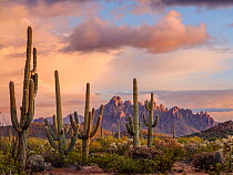 DELETE Stands of Chain cholla cacti (Opuntia fulgida) and Saguaro cacti (Carnegiea gigantea) with Ragged Top Mountain in the Silverbell Range dominating the horizon at sunset after a late spring storm...