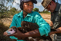 A young White-headed vulture (Trigonoceps occipitalis) is gently restrained as biologists prepare to release it after attaching a solar-powered GPS transmitter between its shoulder blades. Gorongosa N...