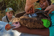Biologist prepares to attach a solar-powered GPS transmitter between the shoulders of a young White-headed vulture (Trigonoceps occipitalis), using Teflon ribbon that fits like a harness across the vu...
