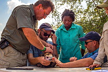 Scientists gently restrain a young White-headed vulture (Trigonoceps occipitalis) which will be fitted with a solar-powered GPS transmitter for monitoring purposes, Gorongosa National Park, Mozambique...