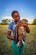 Young Mozambican scientist Diolinda Mundoza admires a juvenile Bateleur eagle (Terathopius ecaudatus) that she just captured at a goat carcass in Gorongosa National Park, Mozambique.