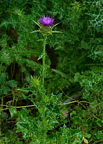 Milk thistle (Silybum marianum) flower, Vendee, France, May