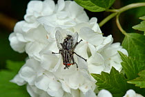 Muscid fly (Phaonia viarum) on flower, Vendee, France, April.