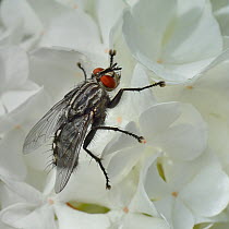 Muscid fly (Phaonia viarum) on flower, Vendee, France, April.