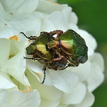 Rose chafer beetles (Cetonia aurata) pair mating, Vendee, France, April.