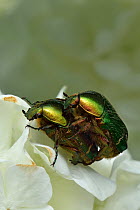 Rose chafer beetles (Cetonia aurata) pair mating, Vendee, France, April.