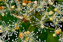 Spider (Tetragnatha extensa) on climbing hydrangea flower (Hydrangea petioralis) Vendee, France, May.