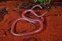 Long-beaked Blindsnake (Anilios grypus) from a spinifex sandplain near Kings Canyon in the Northern Territory, Australia. Controlled conditions.