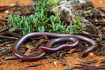 Prong-snouted blindsnake (Anilios bituberculatus) from Mallee habitat at Hattah in NW Victoria, Australia. Controlled conditions.