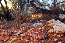Rosens snake (Suta fasciata) male from mulga woodland habitat at Yalgoo, Western Australia. Controlled conditions.