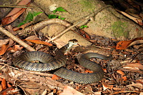 Rough-scaled snake (Tropidechis carinatus) female, from Eumundi, Sunshine Coast, Queensland, Australia. Controlled conditions.
