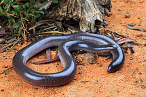 Southern blindsnake (Anilios australis) female from Mallee habitat near Hattah in NW, Victoria, Australia. Controlled conditions.
