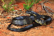 Tasmanian tiger snake (Notechis scutatus) male, Launceston, Tasmania, Australia. Controlled conditions.