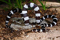 Bandy bandy (Vermicella annulata) male showing looping behaviour, from Mt Glorious near Brisbane, Queensland, Australia. Controlled conditions.
