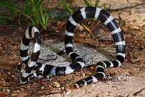 Bandy bandy (Vermicella annulata) male showing looping behaviour, from Mt Glorious near Brisbane, Queensland, Australia. Controlled conditions.