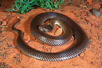 Curl snake (Suta suta) male, from brigalow habitat near Glenmorgan in inland SE Queensland, Australia. Controlled conditions