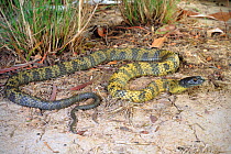 Tasmanian tiger snake (Notechis scutatus) sub adult female, Hobart, Tasmania. Controlled conditions.