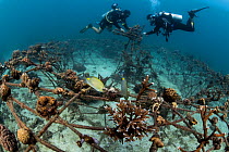 Two marine biologists attach fragments of damaged corals onto an electrified metal structure, which has been reported to improve skeletal growth, resilience, and resistance to bleaching of these recov...