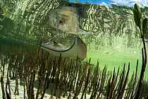 A Southern stingray (Hypanus americanus) glides over the aerating roots of a mangrove forest, Bimini, the Bahamas.